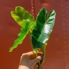 Burle Marx Philodendron Cutting Live Plant – Air Roots & Multiple Nodes – Indoor/Outdoor - Image 1