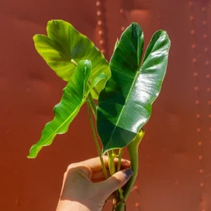 Burle Marx Philodendron Cutting Live Plant – Air Roots & Multiple Nodes – Indoor/Outdoor - Image 1