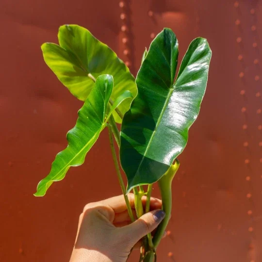 Burle Marx Philodendron Cutting Live Plant – Air Roots & Multiple Nodes – Indoor/Outdoor - Image 1