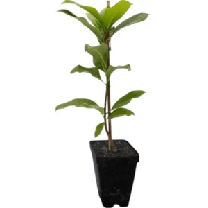 Burning Bush Live Plant for Outdoor Planting, 2.5 Inch Pot, Red Ornamental Shrub - Image 2
