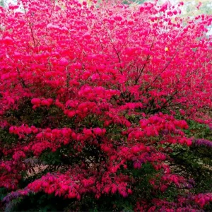 Burning Bush Live Plant for Outdoor Planting, 2.5 Inch Pot, Red Ornamental Shrub - Image 3