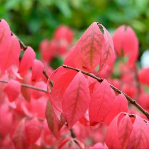 Burning Bush Live Plant for Outdoor Planting, 2.5 Inch Pot, Red Ornamental Shrub - Image 4