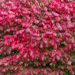 Burning Bush Live Plant for Outdoor Planting, 2.5 Inch Pot, Red Ornamental Shrub - Image 6