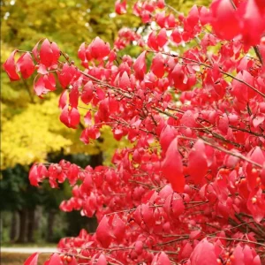 Burning Bush Live Plant for Outdoor Planting, 2.5 Inch Pot, Red Ornamental Shrub - Image 7