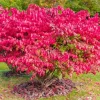 Burning Bush Live Plant for Outdoor Planting, 2.5 Inch Pot, Red Ornamental Shrub - Image 1