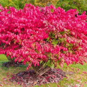 Burning Bush Live Plant for Outdoor Planting, 2.5 Inch Pot, Red Ornamental Shrub - Image 1