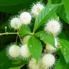 Button Bush Live Shrub – 6-12" Tall – 4-Inch Pot – Native Plant - Image 1