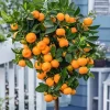 Calamansi Live Plant - Calamondin Citrus Tree - Indoor/Outdoor Fruit Plant - Image 1