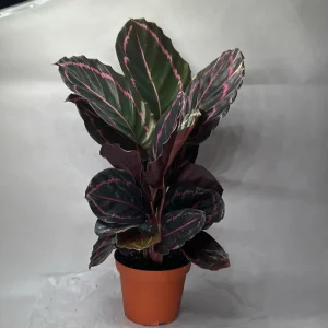 Calathea Dottie 6" Pot - Image 2