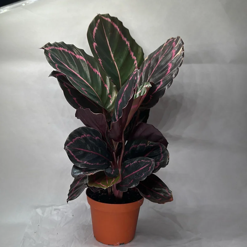 Calathea Dottie 6" Pot - Image 2