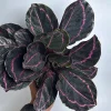 Calathea Dottie 6" Pot - Image 1