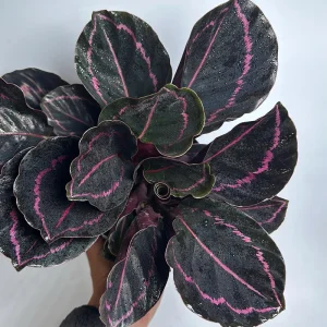 Calathea Dottie 6" Pot - Image 1