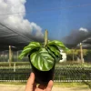 Calathea Fasciata Live Plant – Tropical Houseplant – 4 inch Pot – Indoor - Image 1