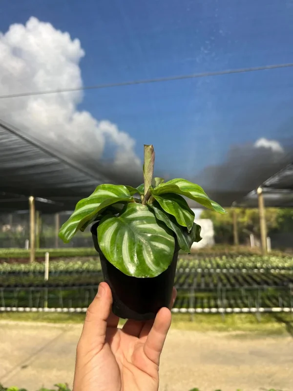Calathea Fasciata Live Plant – Tropical Houseplant – 4 inch Pot – Indoor - Image 1