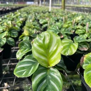 Calathea Fasciata Live Plant – Tropical Houseplant – 4 inch Pot – Indoor - Image 2