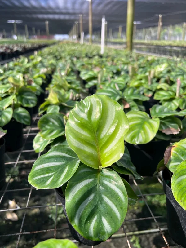 Calathea Fasciata Live Plant – Tropical Houseplant – 4 inch Pot – Indoor - Image 2