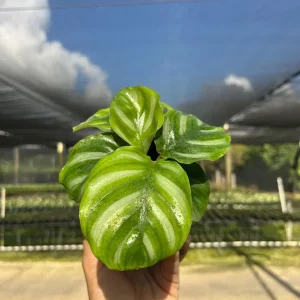 Calathea Fasciata Live Plant – Tropical Houseplant – 4 inch Pot – Indoor - Image 3