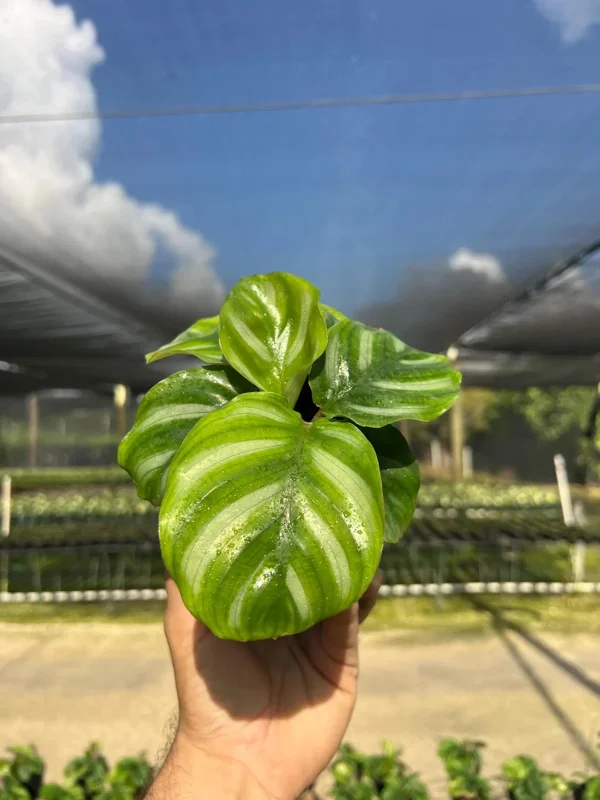 Calathea Fasciata Live Plant – Tropical Houseplant – 4 inch Pot – Indoor - Image 3
