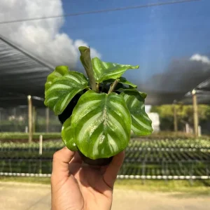 Calathea Fasciata Live Plant – Tropical Houseplant – 4 inch Pot – Indoor - Image 4