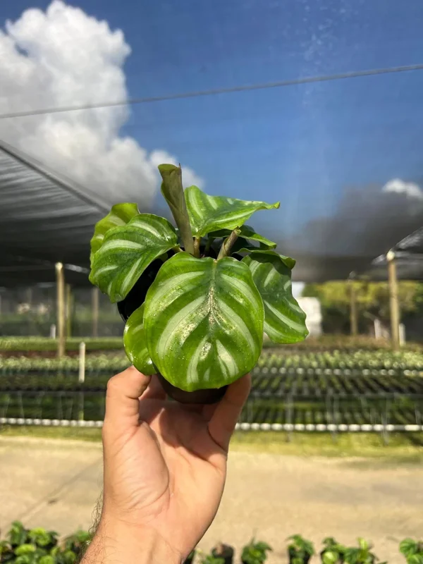 Calathea Fasciata Live Plant – Tropical Houseplant – 4 inch Pot – Indoor - Image 4