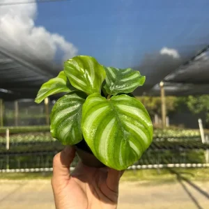 Calathea Fasciata Live Plant – Tropical Houseplant – 4 inch Pot – Indoor - Image 5