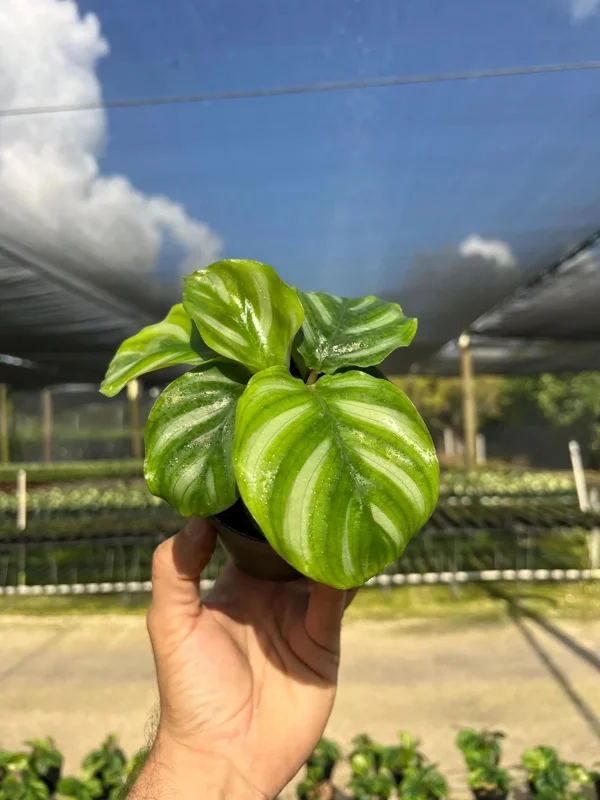 Calathea Fasciata Live Plant – Tropical Houseplant – 4 inch Pot – Indoor - Image 5