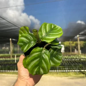 Calathea Fasciata Live Plant – Tropical Houseplant – 4 inch Pot – Indoor - Image 6