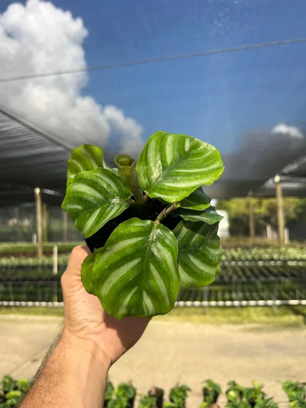 Calathea Fasciata Live Plant – Tropical Houseplant – 4 inch Pot – Indoor - Image 6