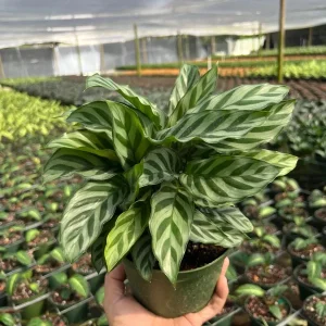 Calathea Freddie Prayer Plant Live Tropical Houseplant in 6 inch Pot - Image 2