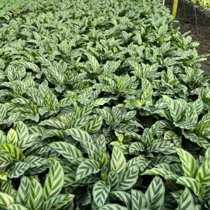 Calathea Freddie Prayer Plant Live Tropical Houseplant in 6 inch Pot - Image 3