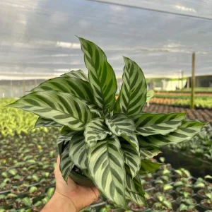 Calathea Freddie Prayer Plant Live Tropical Houseplant in 6 inch Pot - Image 4
