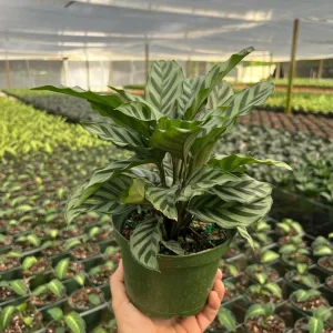 Calathea Freddie Prayer Plant Live Tropical Houseplant in 6 inch Pot - Image 5