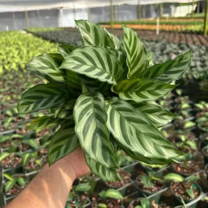 Calathea Freddie Prayer Plant Live Tropical Houseplant in 6 inch Pot - Image 1