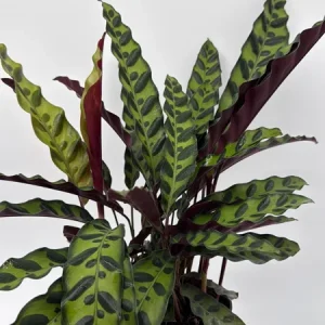 Calathea Lancifolia Live Plant - Rattlesnake Patterned Indoor Houseplant - Image 2