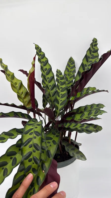 Calathea Lancifolia Live Plant - Rattlesnake Patterned Indoor Houseplant - Image 2