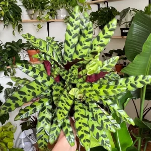 Calathea Lancifolia Live Plant - Rattlesnake Patterned Indoor Houseplant - Image 3