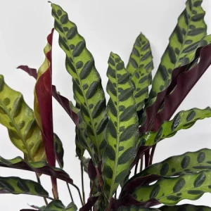Calathea Lancifolia Live Plant - Rattlesnake Patterned Indoor Houseplant - Image 1