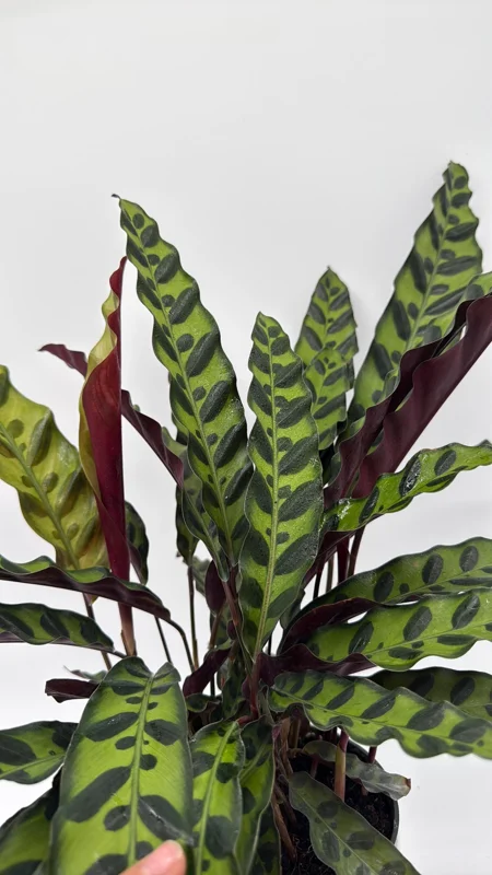 Calathea Lancifolia Live Plant - Rattlesnake Patterned Indoor Houseplant - Image 1