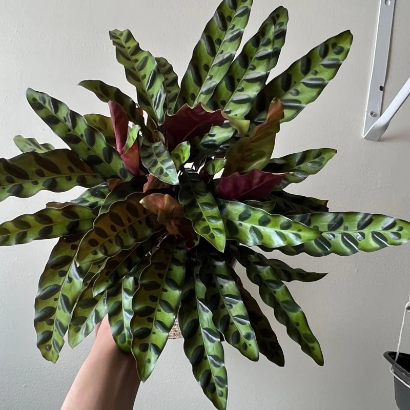 Calathea Lancifolia Live Plant - Rattlesnake Patterned Indoor Houseplant - Image 4