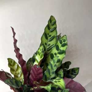 Calathea Lancifolia Live Plant - Rattlesnake Patterned Indoor Houseplant - Image 5