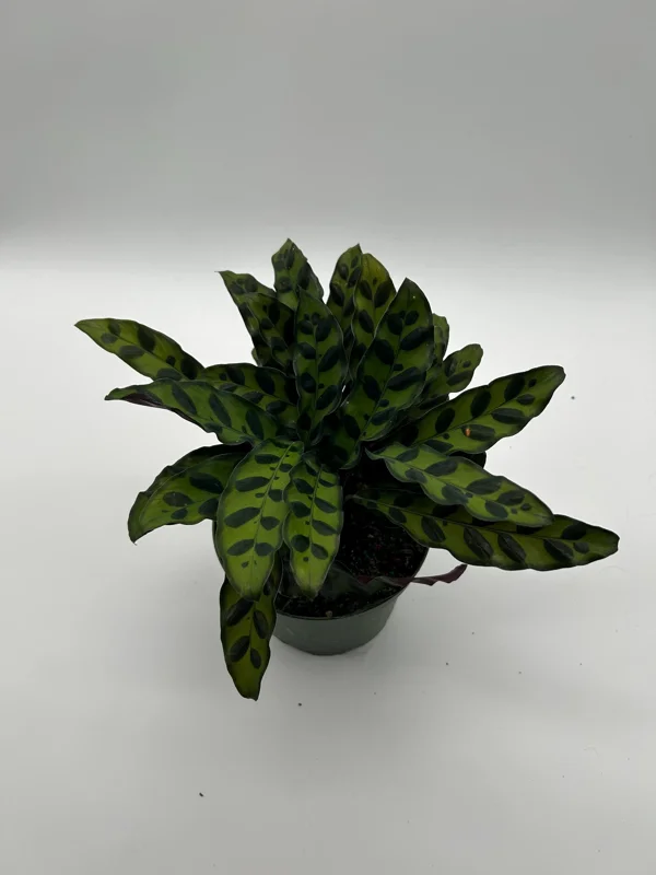 Calathea Lancifolia Live Plant - Rattlesnake Patterned Indoor Houseplant - Image 6