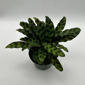 Calathea Lancifolia Live Plant - Rattlesnake Patterned Indoor Houseplant - Image 7