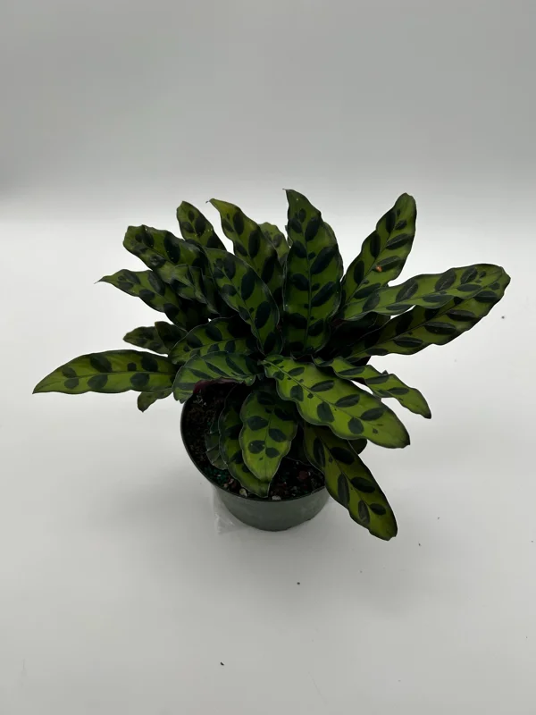 Calathea Lancifolia Live Plant - Rattlesnake Patterned Indoor Houseplant - Image 7