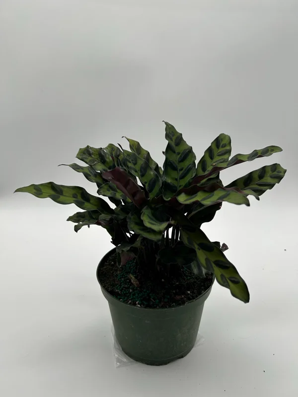 Calathea Lancifolia Live Plant - Rattlesnake Patterned Indoor Houseplant - Image 8