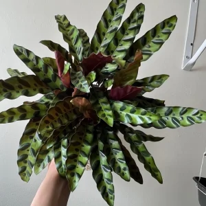 Calathea Lancifolia Live Plant – Rattlesnake Plant – Pet-Friendly Indoor Houseplant - Image 4