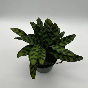 Calathea Lancifolia Live Plant – Rattlesnake Plant – Pet-Friendly Indoor Houseplant - Image 6