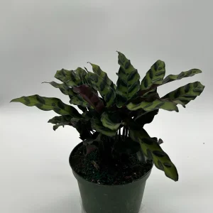 Calathea Lancifolia Live Plant – Rattlesnake Plant – Pet-Friendly Indoor Houseplant - Image 8