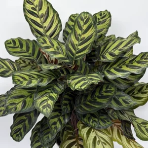 Calathea Makoyana Live Plant – 6 inch Pot – Pet-Safe Indoor Houseplant - Image 2