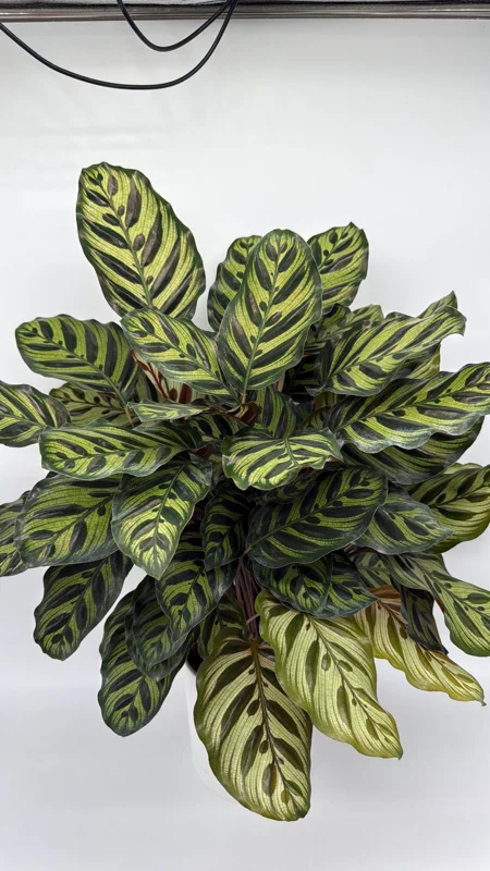 Calathea Makoyana Live Plant – 6 inch Pot – Pet-Safe Indoor Houseplant - Image 2