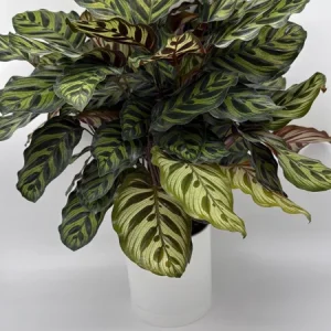 Calathea Makoyana Live Plant – 6 inch Pot – Pet-Safe Indoor Houseplant - Image 3
